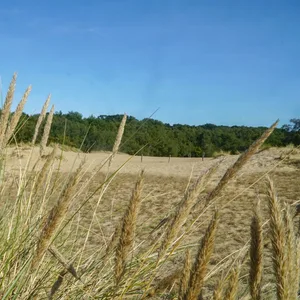 Boberger Dünen