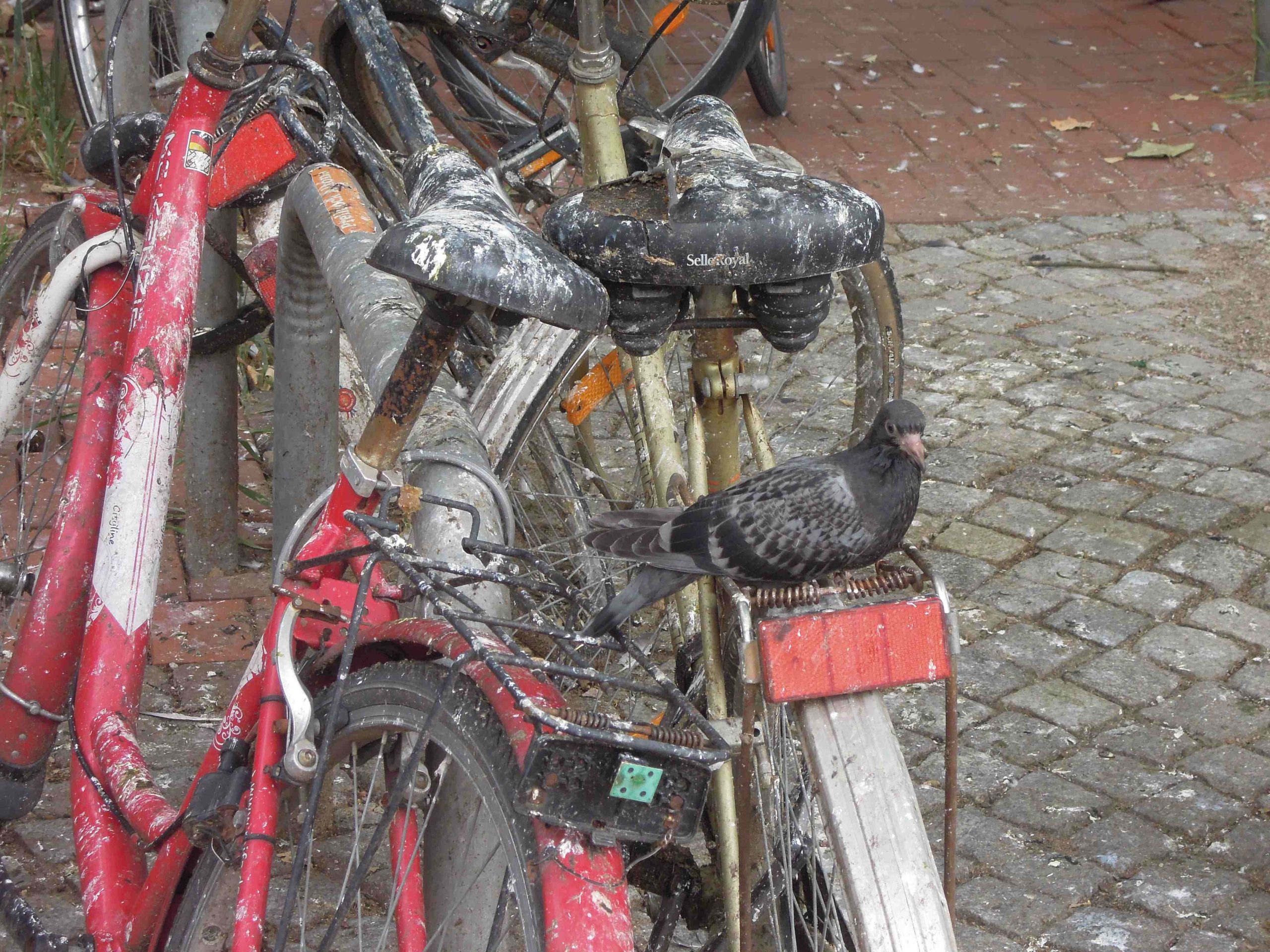Eine Taube sitzt auf einem mit Kot überhäuften Fahrrad.