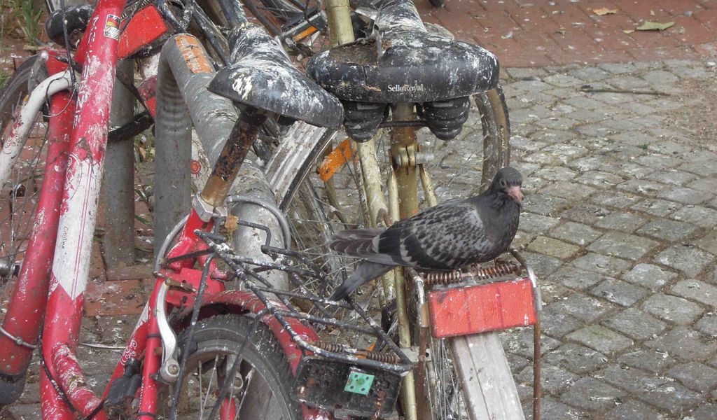 Eine Taube sitzt auf einem mit Kot überhäuften Fahrrad.