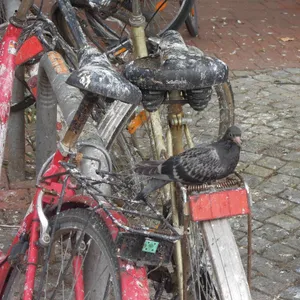 Eine Taube sitzt auf einem mit Kot überhäuften Fahrrad.
