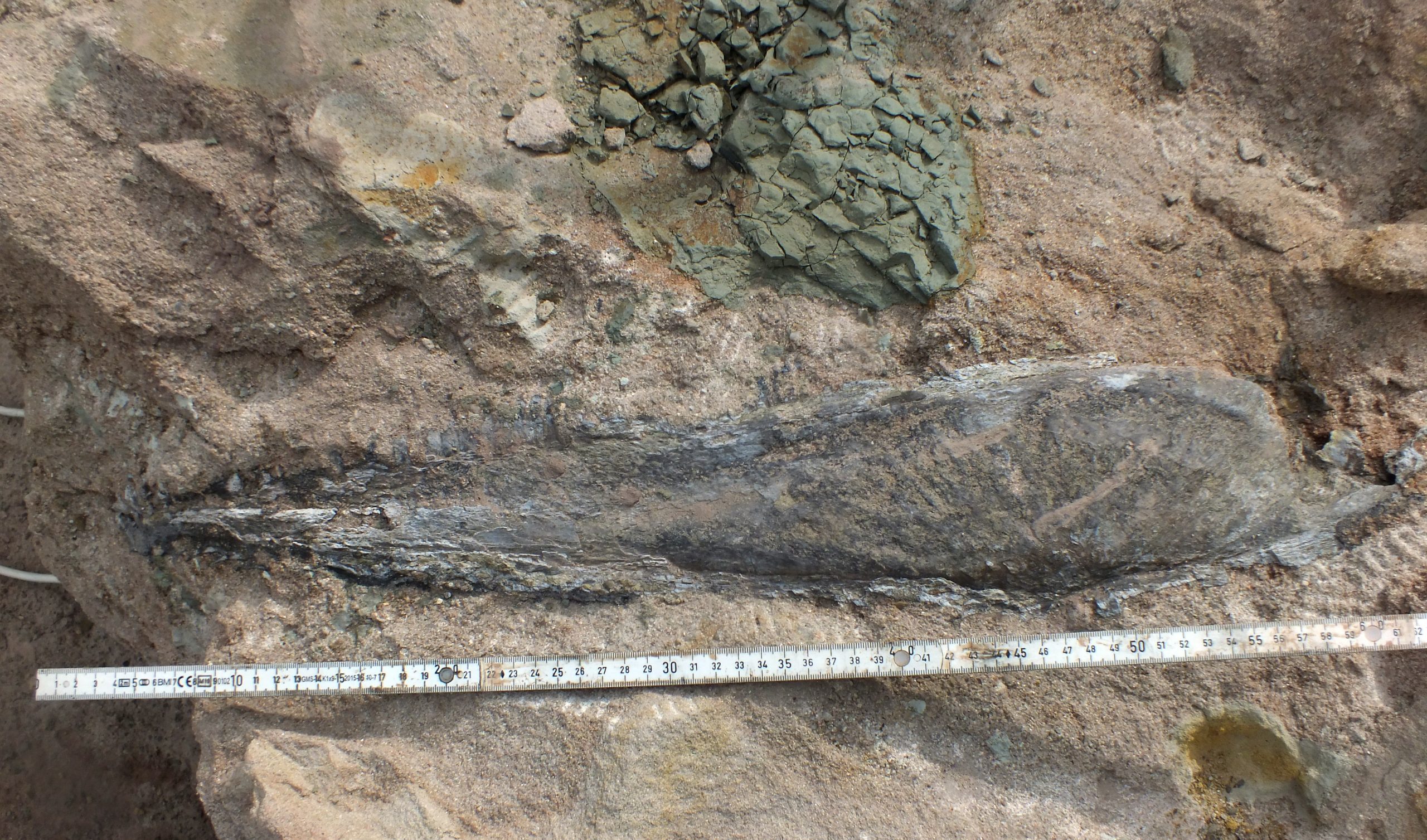 In einem Steinblock ist ein Fossil zu sehen.