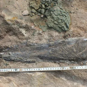 In einem Steinblock ist ein Fossil zu sehen.