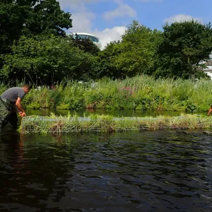 Schwimmende Pflanzeninseln auf der Alster