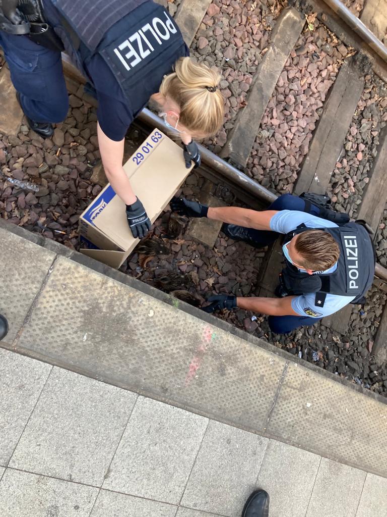 Eine Streife der Bundespolizei rettet Enten aus den Gleisen am Kieler Hauptbahnhof