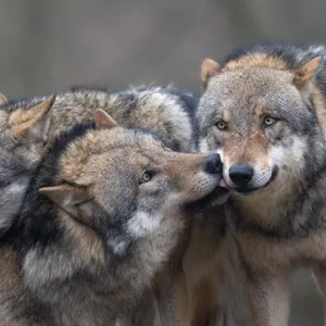 Wölfe