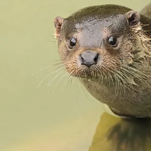 Der Fischotter erobert Hamburg zurück.