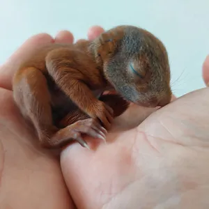 Letzte Woche Donnerstag wurde ein Eichhörnchen in der Verkehrsdirektion Ost abgegeben