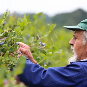Bauer pflückt Heidelbeeren