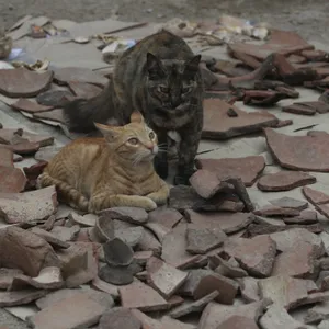 Katzen
