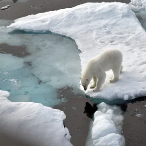 Seine Heimat ist gefährdet: Ein Eisbär steht im Nordpolarmeer auf eine Eisscholle.
