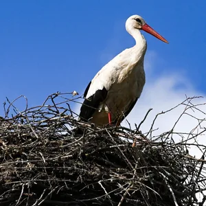 Ein Weißstorch in seinem Horst (Symbolbild)