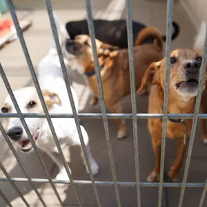 Hunde im Tierheim