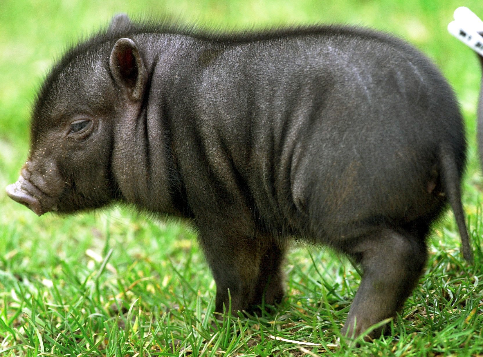 Ein Mini-Schwein in „Wildschwein-Optik“ löste am Sonntag einen Polizeieinsatz in Eckernförde aus. (Symbolbild)