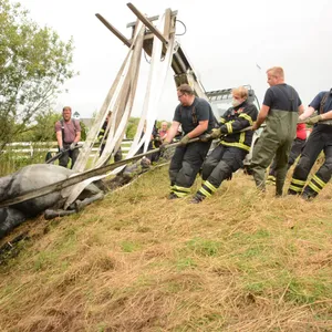 Rajas Rettung: Feuerwehr und Landschaftsgärtner mit Frontlader holen die Stute aus dem Graben.