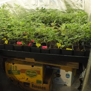 Hanfplantage Schleswig