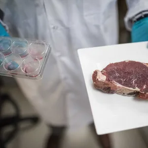 Forscher züchten Fleisch im Labor.