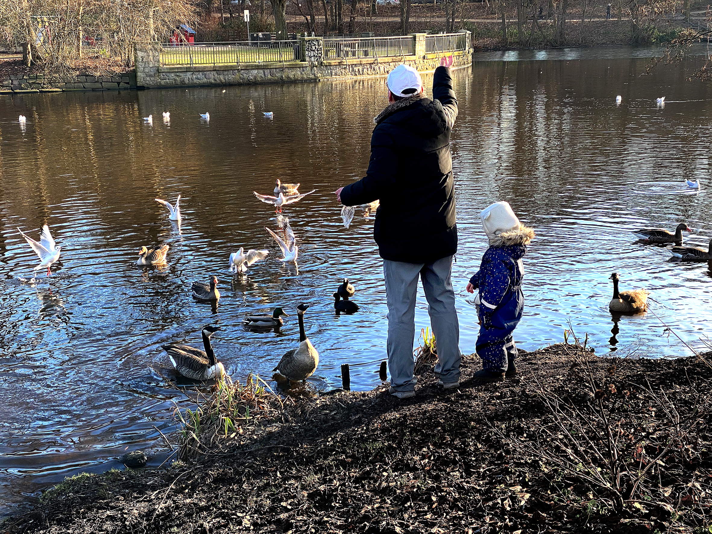 Enten füttern macht Spaß – aber nicht mit Brot, sondern mit Haferflocken oder Obststücken.