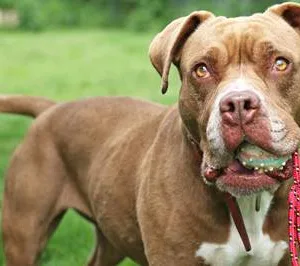 American-Pitbull-Terrier-Mischlingshündin