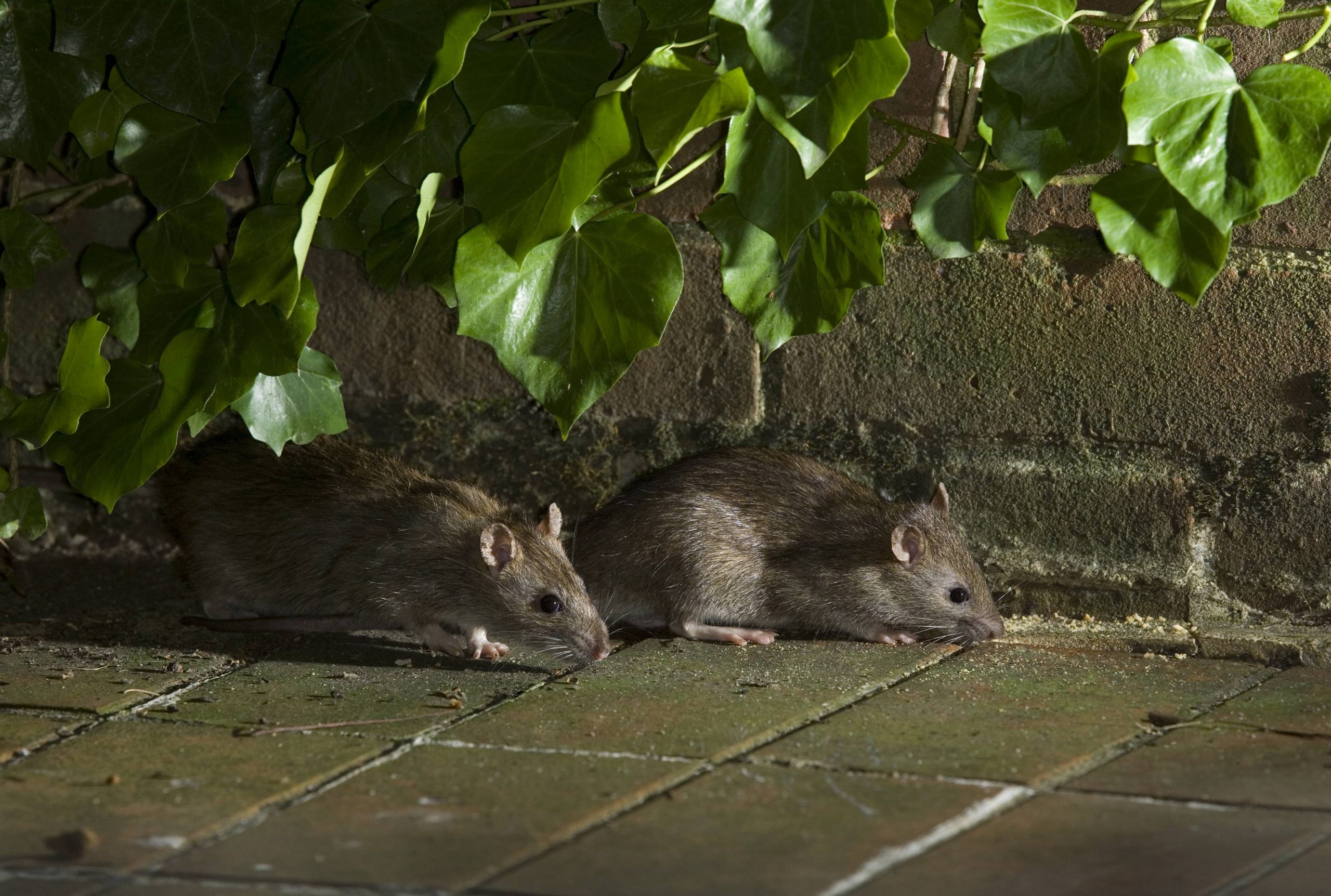 In den Hamburger Parks gibt es immer häufiger abends Ratten. (Symbolbild)