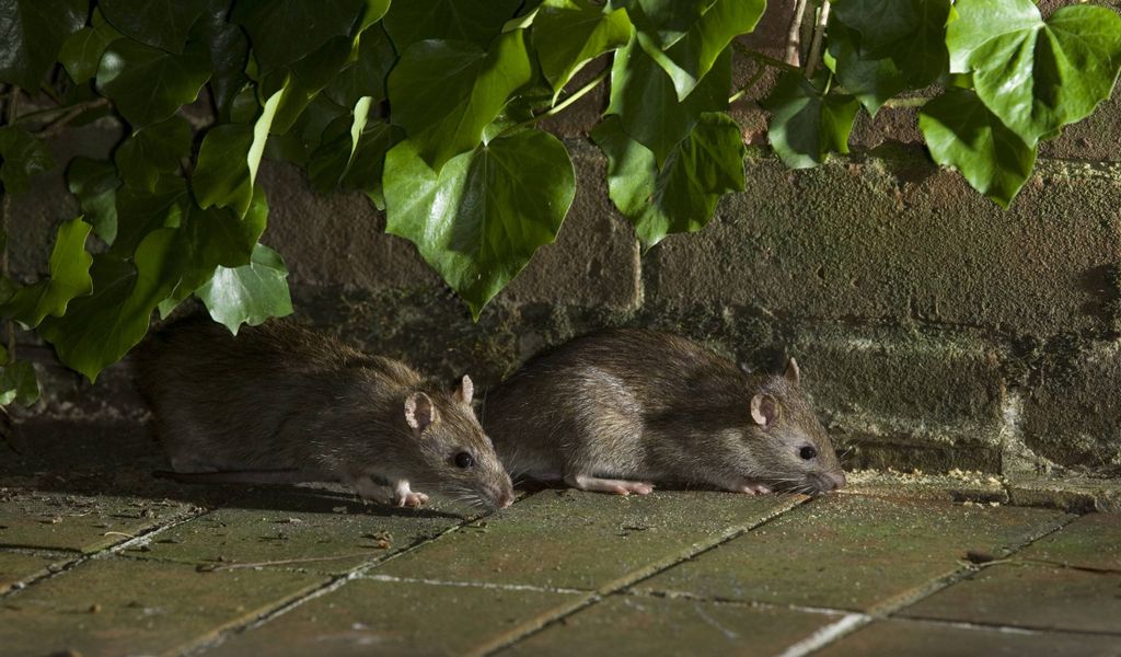 In den Hamburger Parks gibt es immer häufiger abends Ratten. (Symbolbild)