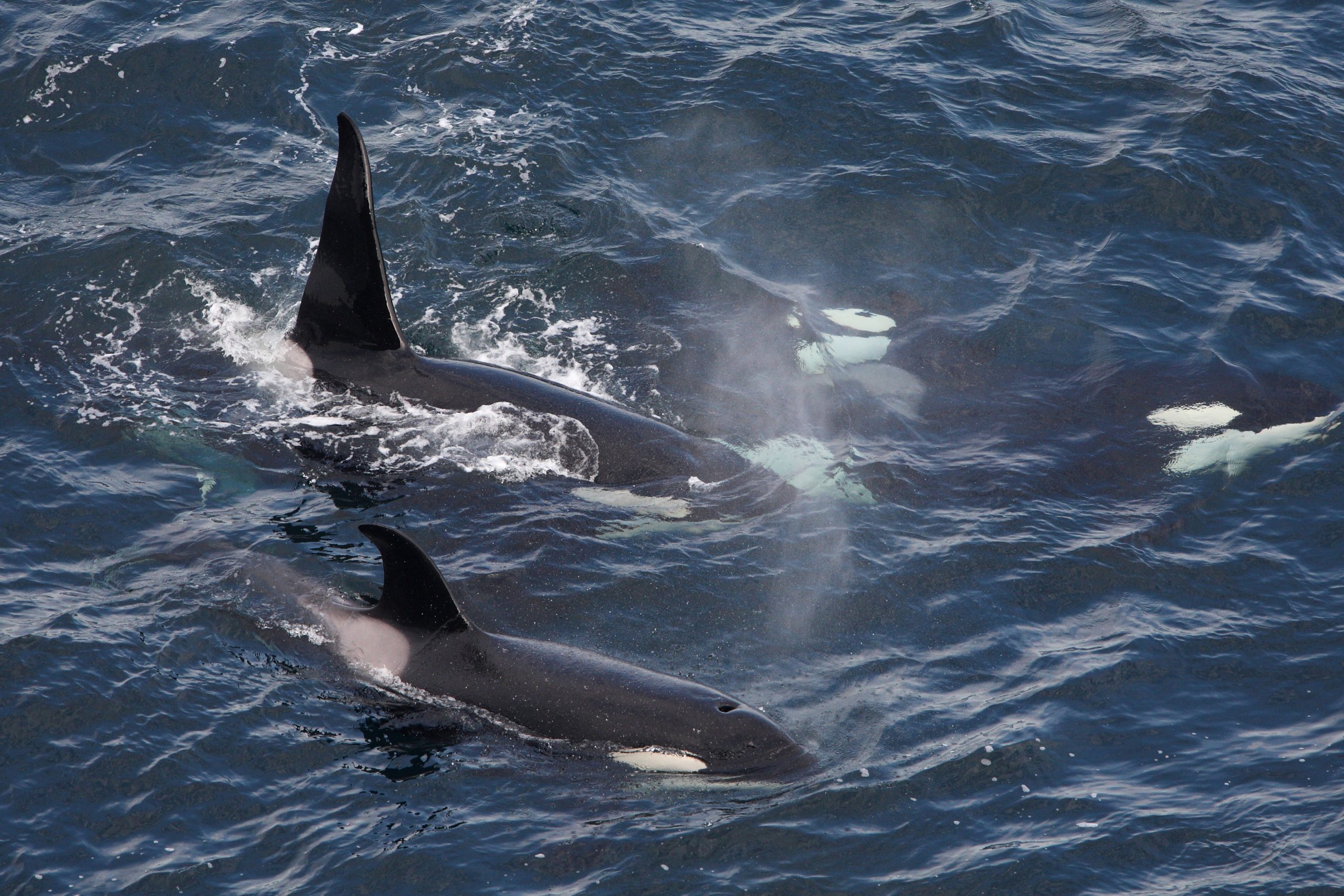 Orcas-Gruppe vor der schottischen Küste im Sommer 2020.