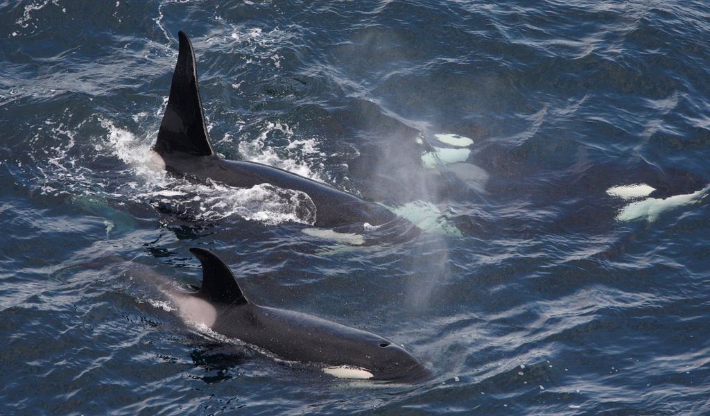 Orcas-Gruppe vor der schottischen Küste im Sommer 2020.