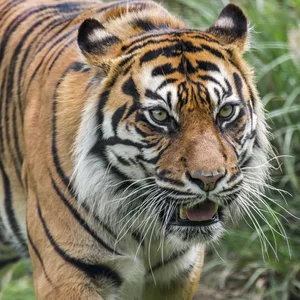 Sumatra-Tiger sind vom Aussterben bedroht.