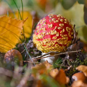 Ein Fliegenpilz (Amanita muscaria) wächst zwischen bunten Laubblättern in einem Wald.