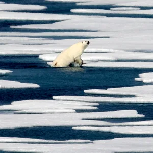 Eisbär