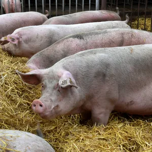 Schweinehaltung Stall