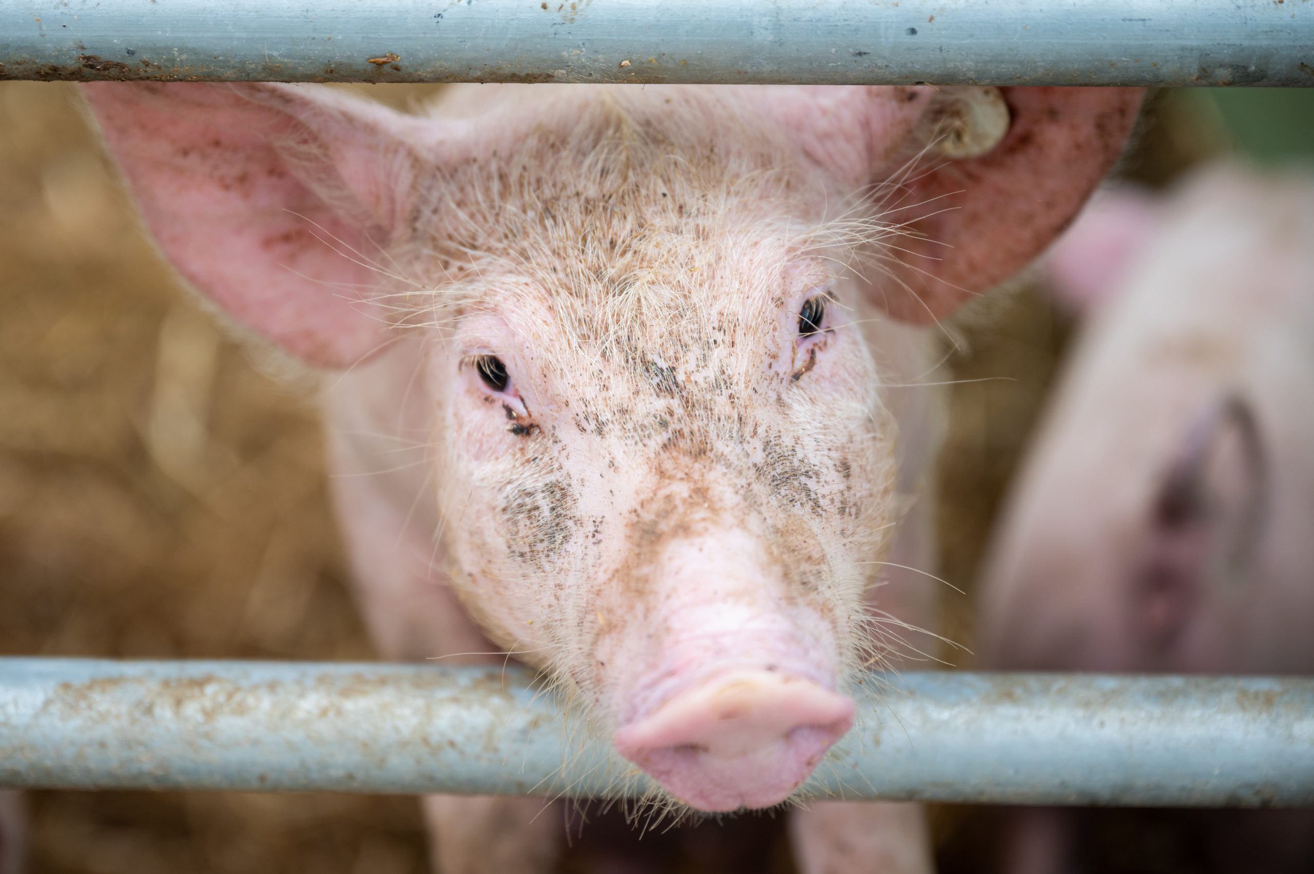 Auf einem Bio-Hof guckt ein Schwein im Stall zwischen zwei Stangen hindurch.