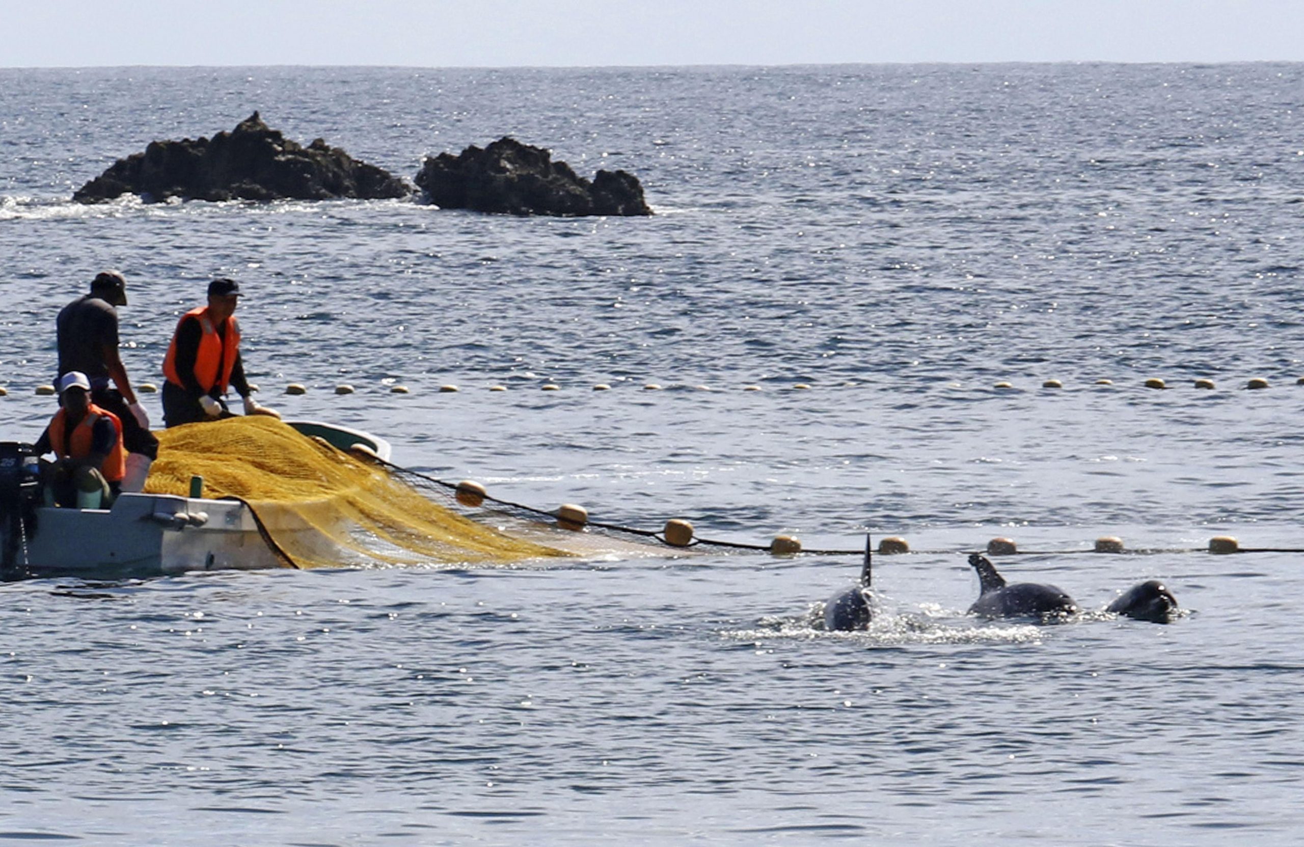 Eine Delfinjagd in Japan im Jahr 2020. Auf den Färöer-Inseln sollen nun mehr als 1400 Tiere getötet worden sein.