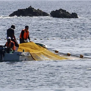 Eine Delfinjagd in Japan im Jahr 2020. Auf den Färöer-Inseln sollen nun mehr als 1400 Tiere getötet worden sein.