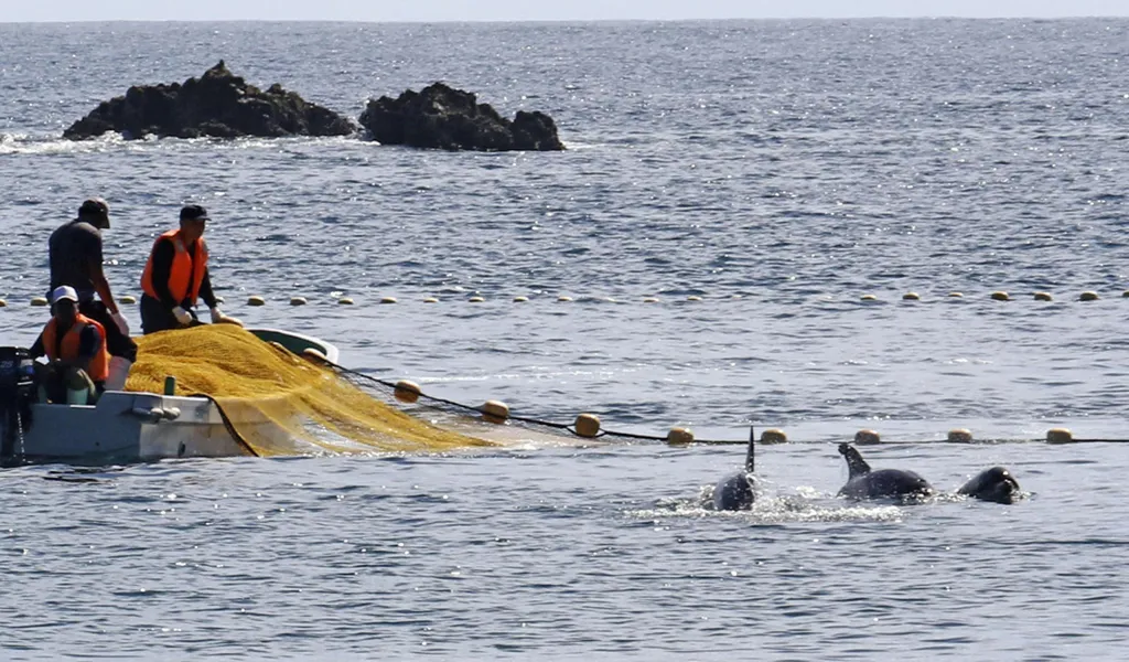 Eine Delfinjagd in Japan im Jahr 2020. Auf den Färöer-Inseln sollen nun mehr als 1400 Tiere getötet worden sein.