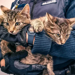 Katzen