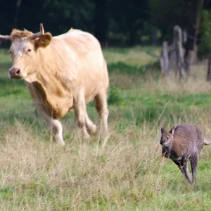 Entlaufenes Känguru in Delmenhorst