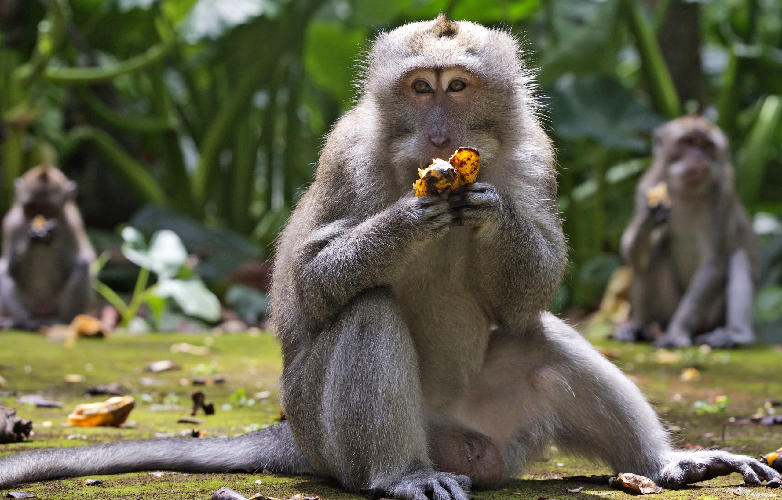 Makaken fressen Bananen während der Fütterungszeit im Sangeh Monkey Forest.