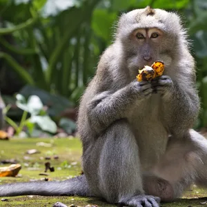 Makaken fressen Bananen während der Fütterungszeit im Sangeh Monkey Forest.