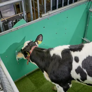 Ein Kalb trainiert den Toilettengang