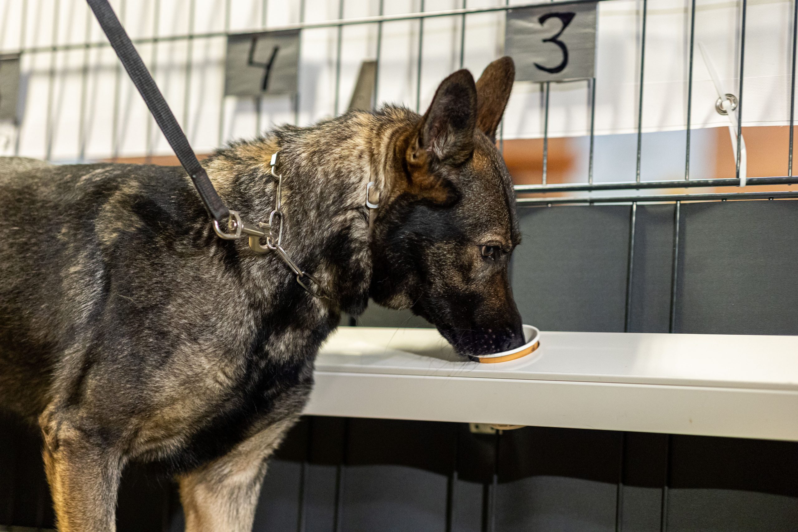 Corona-Spürhündin Bea, ein Deutscher Schäferhund, schnüffelt in Probenbehältern in der Teststation.