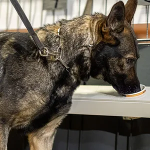 Corona-Spürhündin Bea, ein Deutscher Schäferhund, schnüffelt in Probenbehältern in der Teststation.