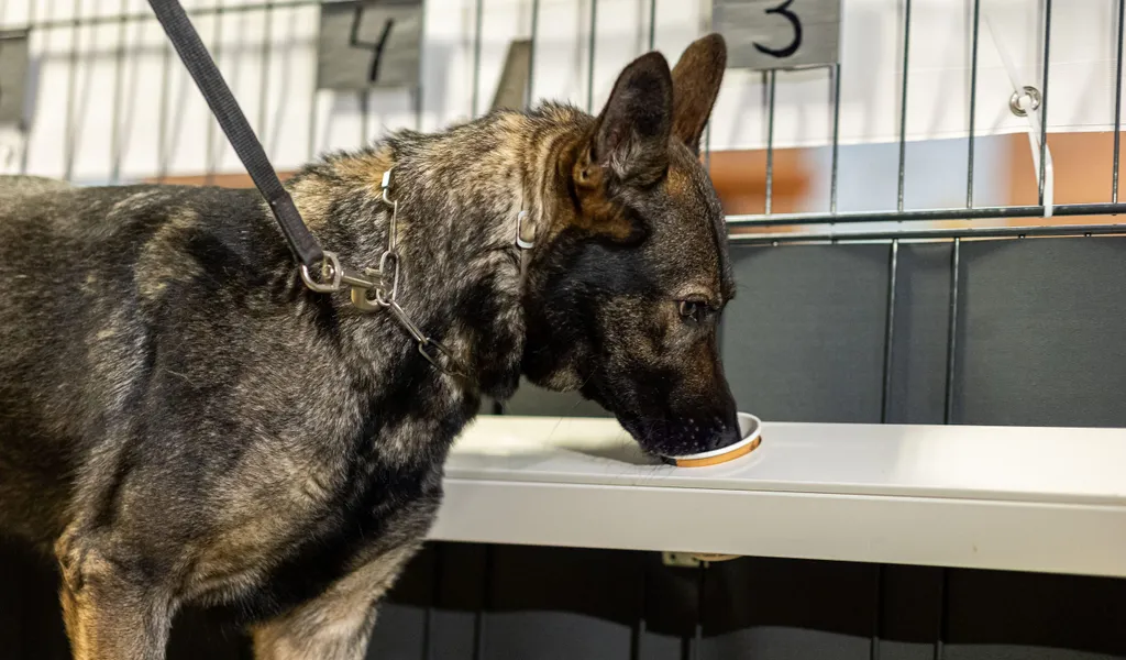 Corona-Spürhündin Bea, ein Deutscher Schäferhund, schnüffelt in Probenbehältern in der Teststation.