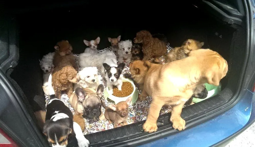 Hundewelpen im Kofferraum