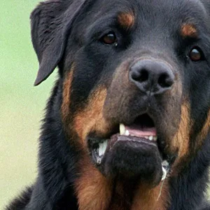 Rottweier