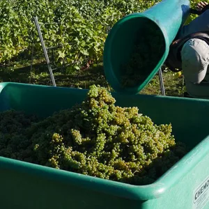 Weinernte
