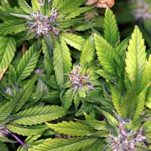 Marihuana