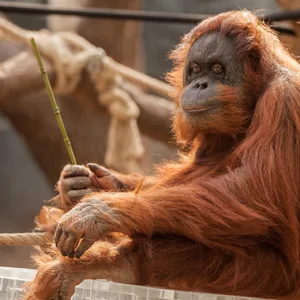 Orang-Utan Toba Hagenbeck
