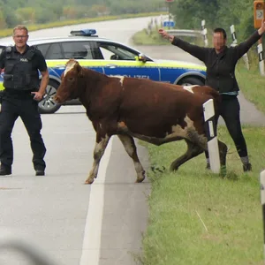 Die Kuh auf der A210, dahinter baut sich eine Frau mit breiten Armen auf