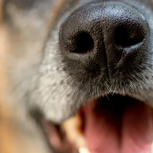 Kind von Hund gebissen