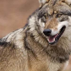 Die Politiker:innen in Niedersachsen diskutieren über ein Jagdrecht für den Wolf (Symbolbild).
